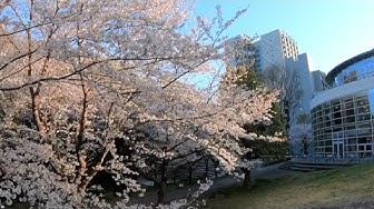 Tokyo Tech sakura on Suzukakedai Campus